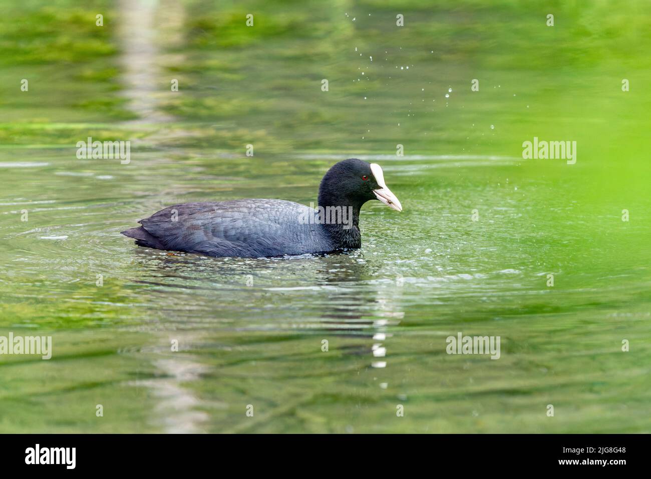 The coot (Fulica atra) is a species of bird of the genus coots (Fulicae) from the family of rails (Rallidae) Stock Photo