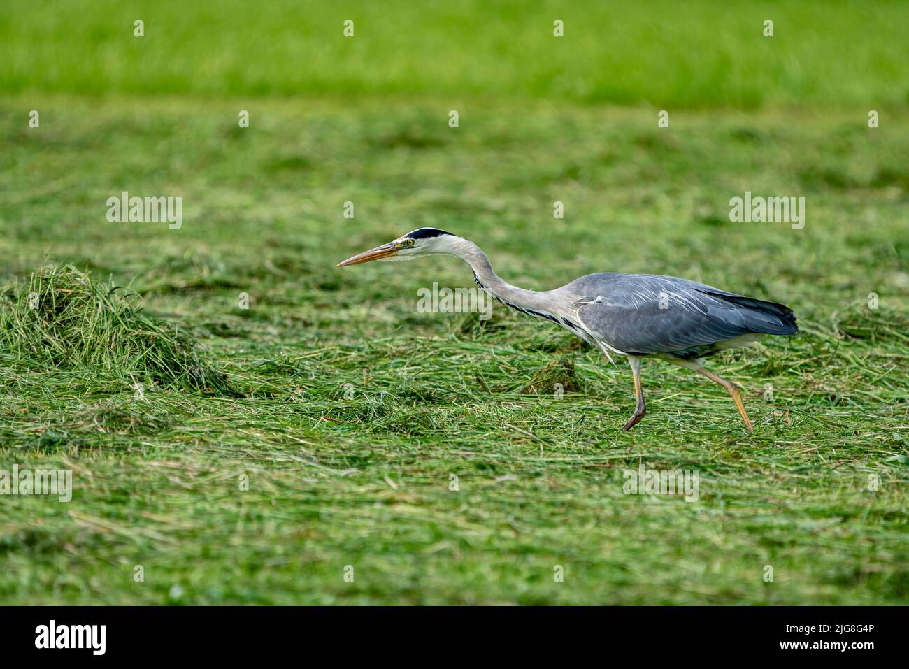 Grey heron hunting in a meadow. Stock Photo