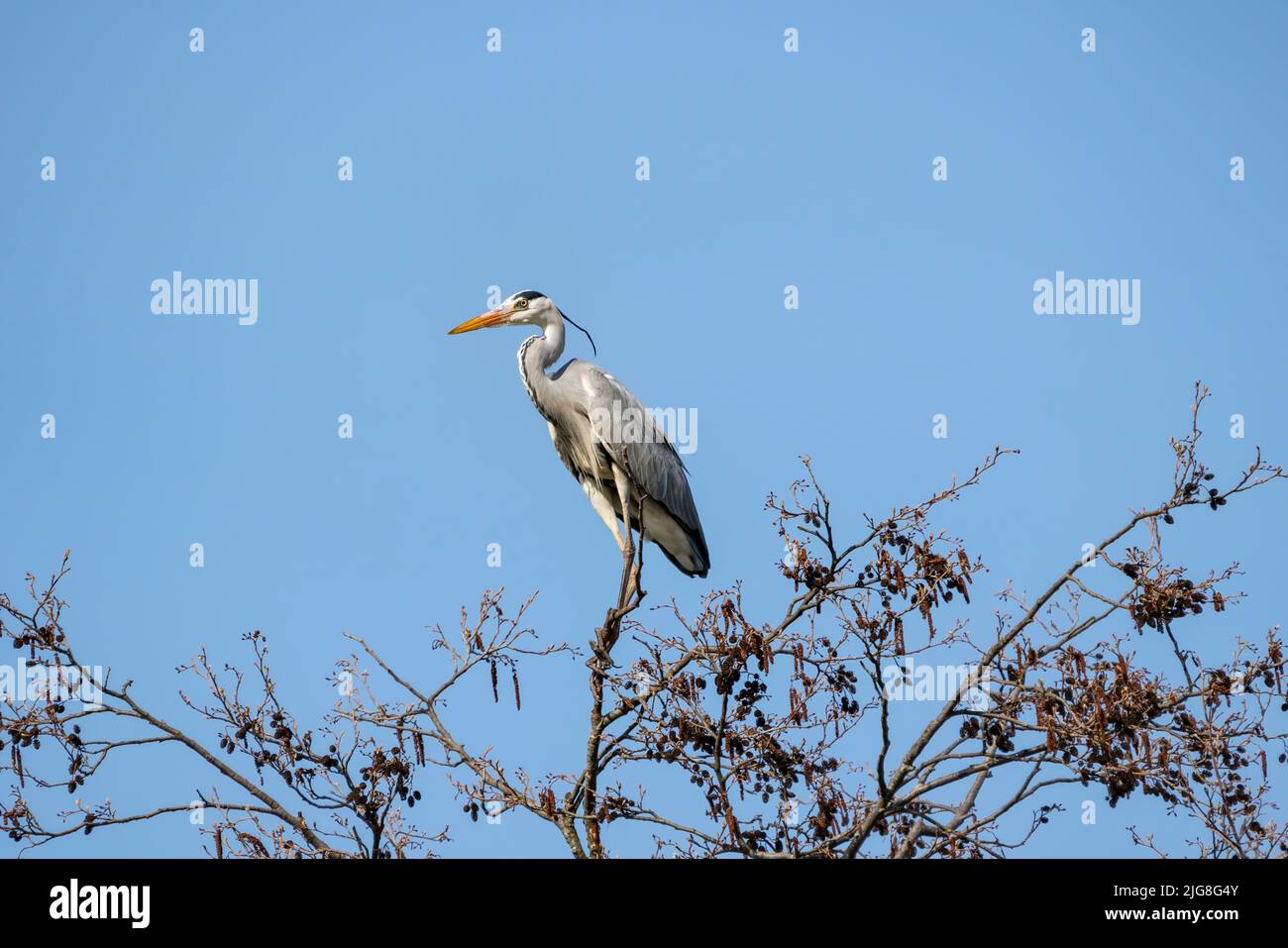 Grey heron on an alder tree Stock Photo