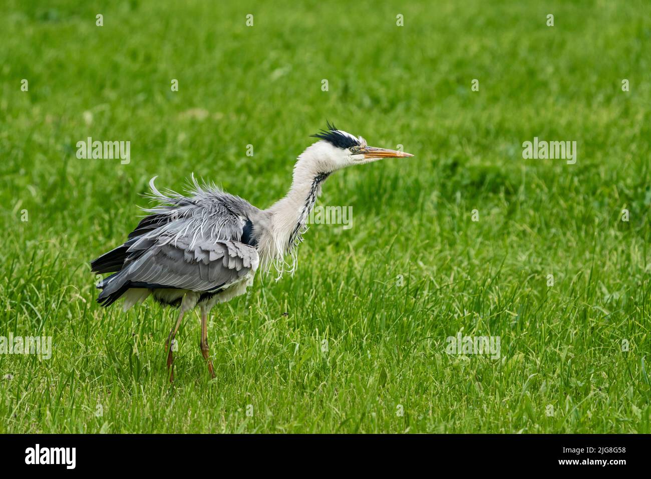 Grey heron on a meadow Stock Photo