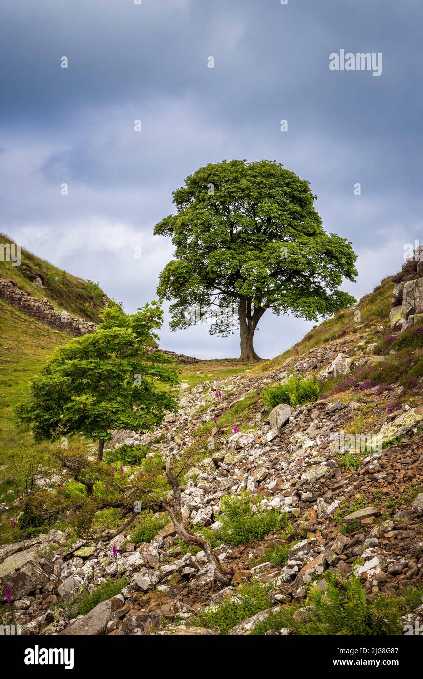 Sycamore trees at Sycamore Gap along Hadrian’s Wall, Northumberland
