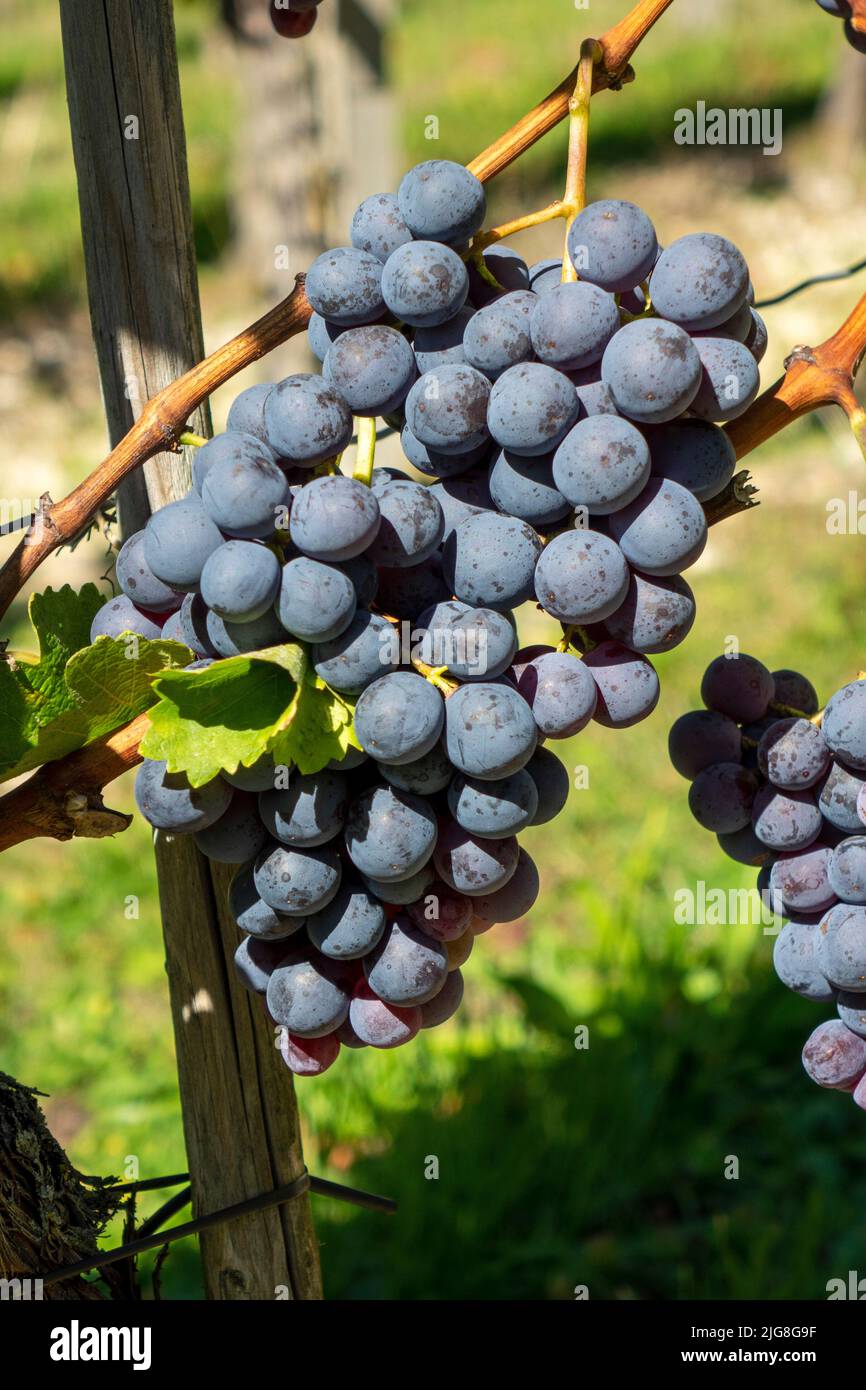 Ripe grapes of the Trollinger variety Stock Photo
