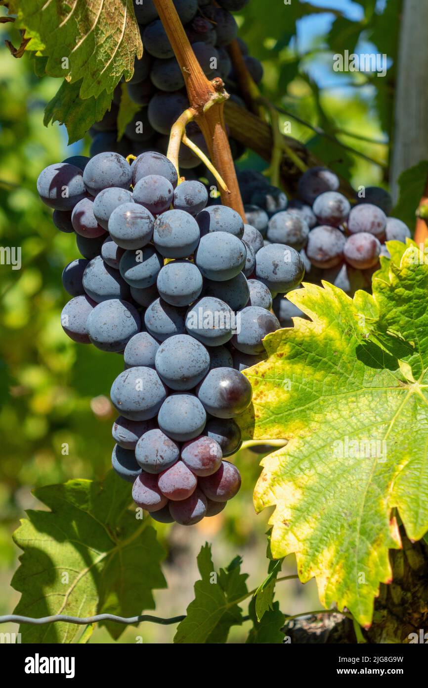 Ripe grapes of the Trollinger variety Stock Photo