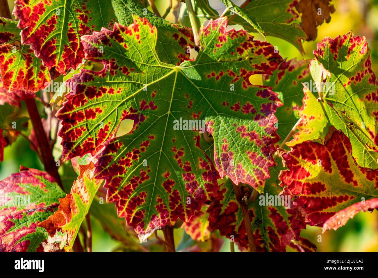 Vine leaf in Neuhäus vineyard Stock Photo