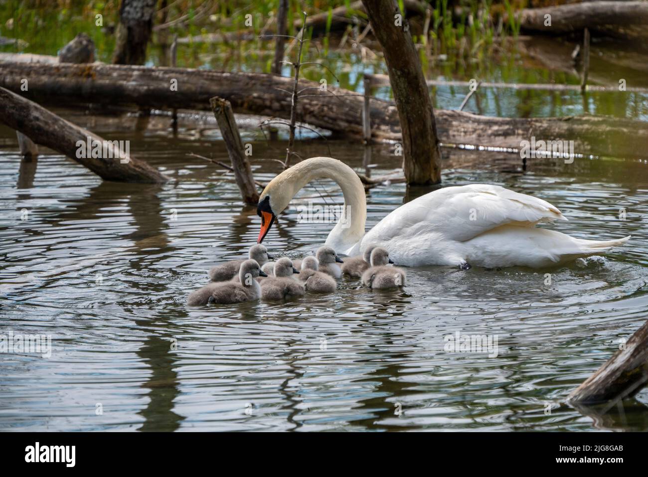 Mute swan with seven chicks Stock Photo
