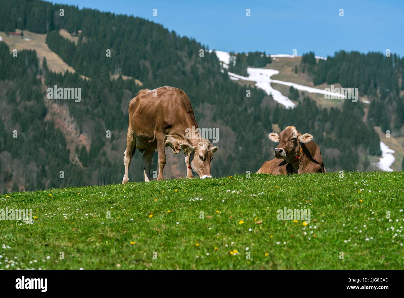Cattle on a mountain pasture Stock Photo