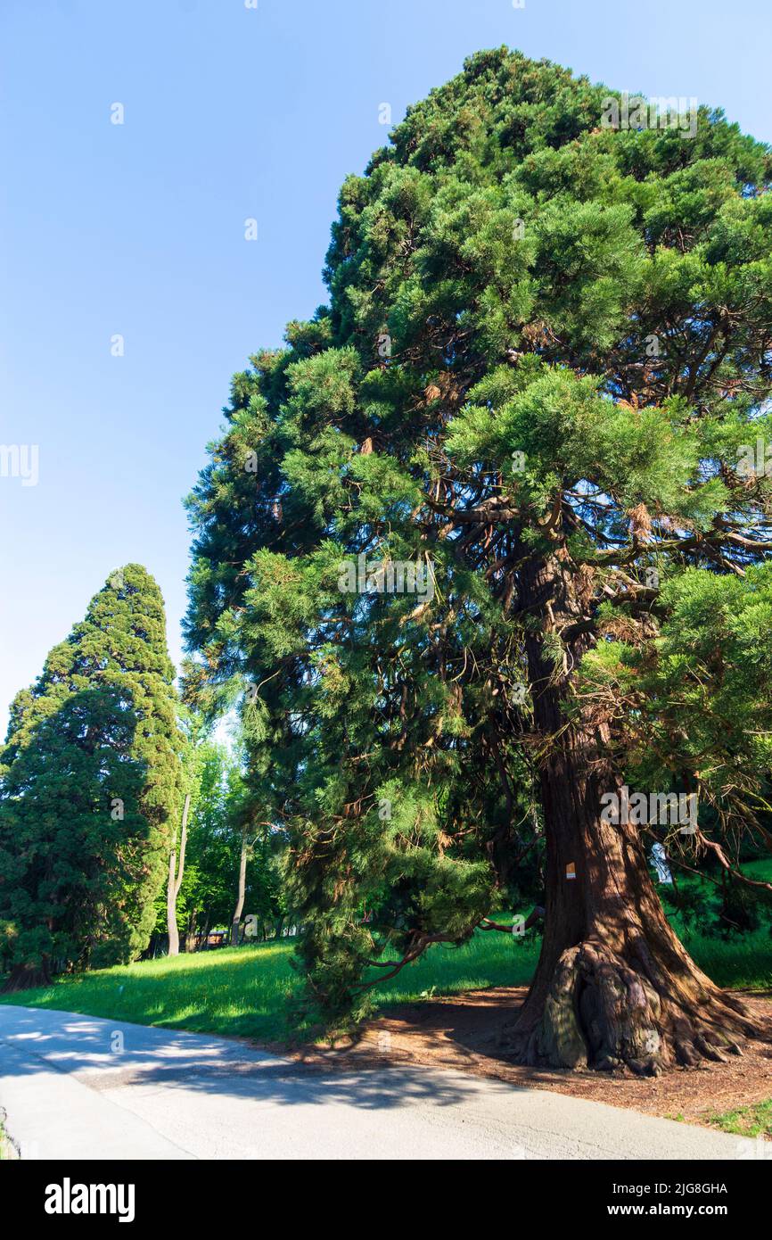 Vienna, redwood tree (Sequoioideae), park Pötzleinsdorfer Schlosspark in 18. district Währing, Wien, Austria Stock Photo