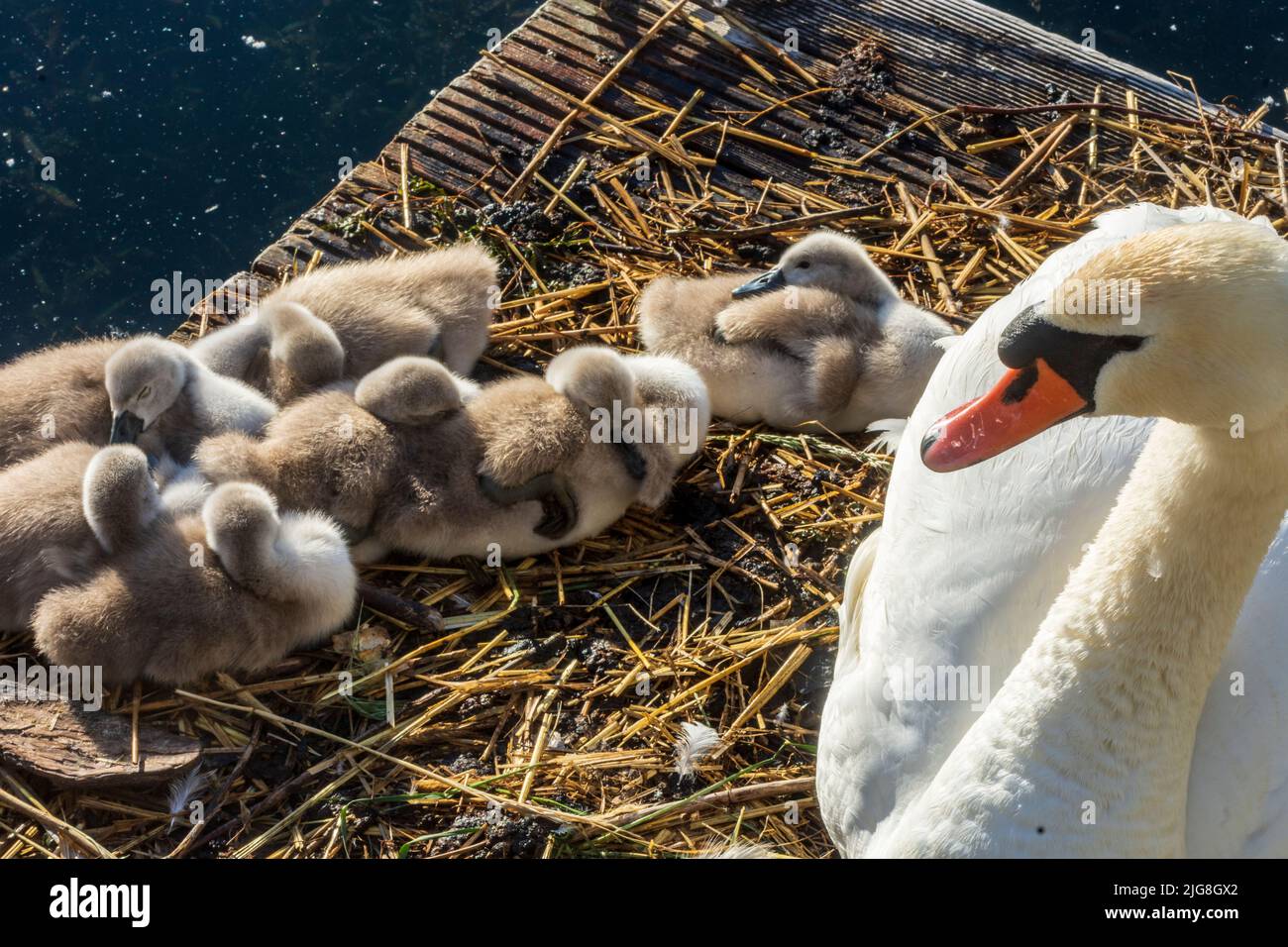 Vienna, adult mute swan (Cygnus olor) with chicks on floating nest in 22. district Donaustadt, Wien, Austria Stock Photo