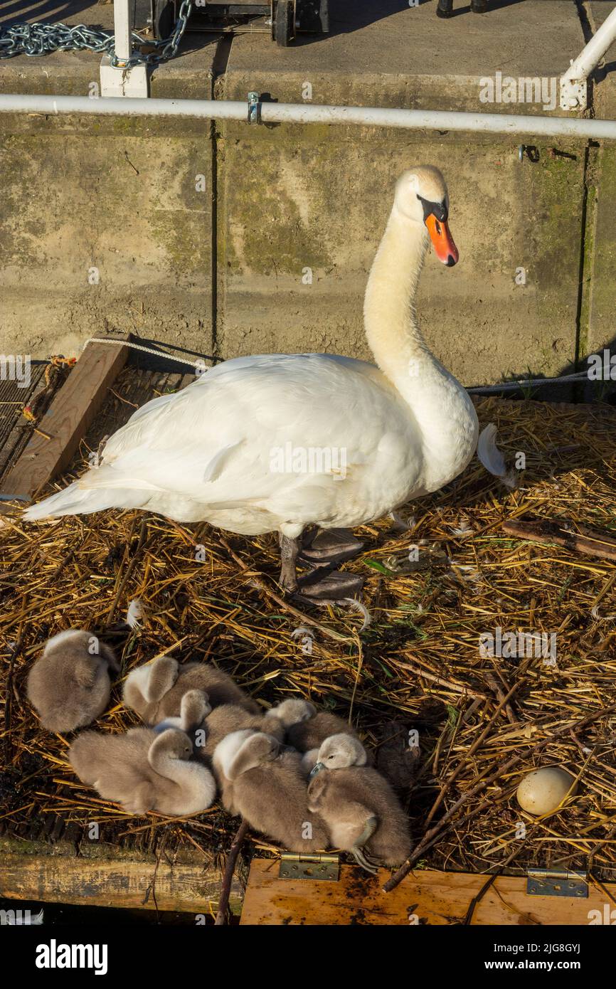 Vienna, adult mute swan (Cygnus olor) with chicks on floating nest in 22. district Donaustadt, Wien, Austria Stock Photo