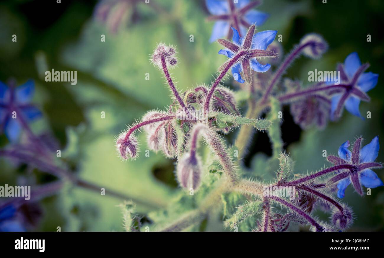 A closeup shot of starflowers (Borago officinalis) in the garden Stock Photo