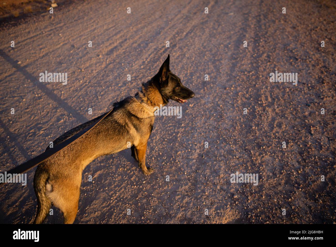 Belgian Malinois on a summer evening walk Stock Photo Alamy