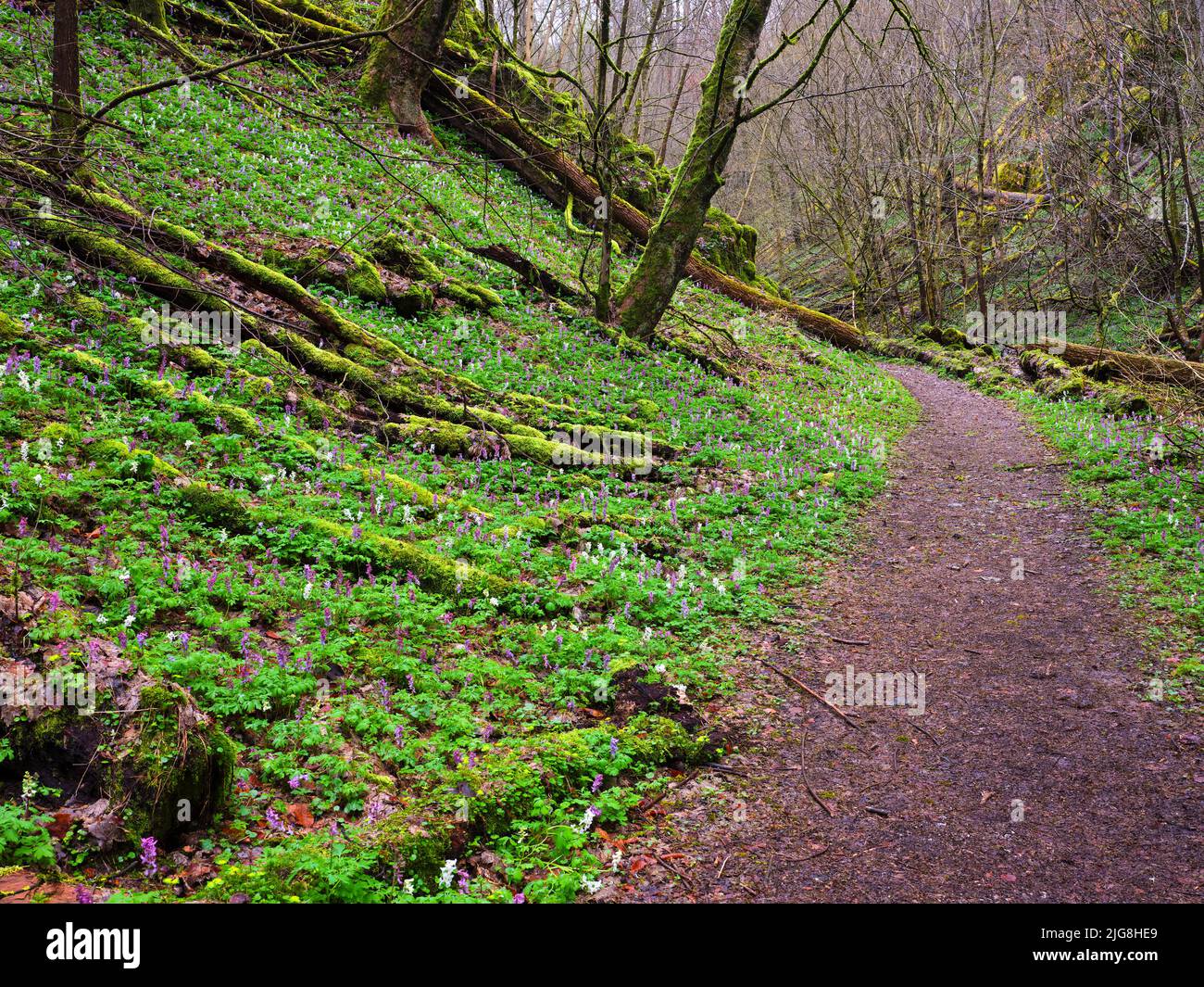 Dead wood in forest hires stock photography and images Alamy