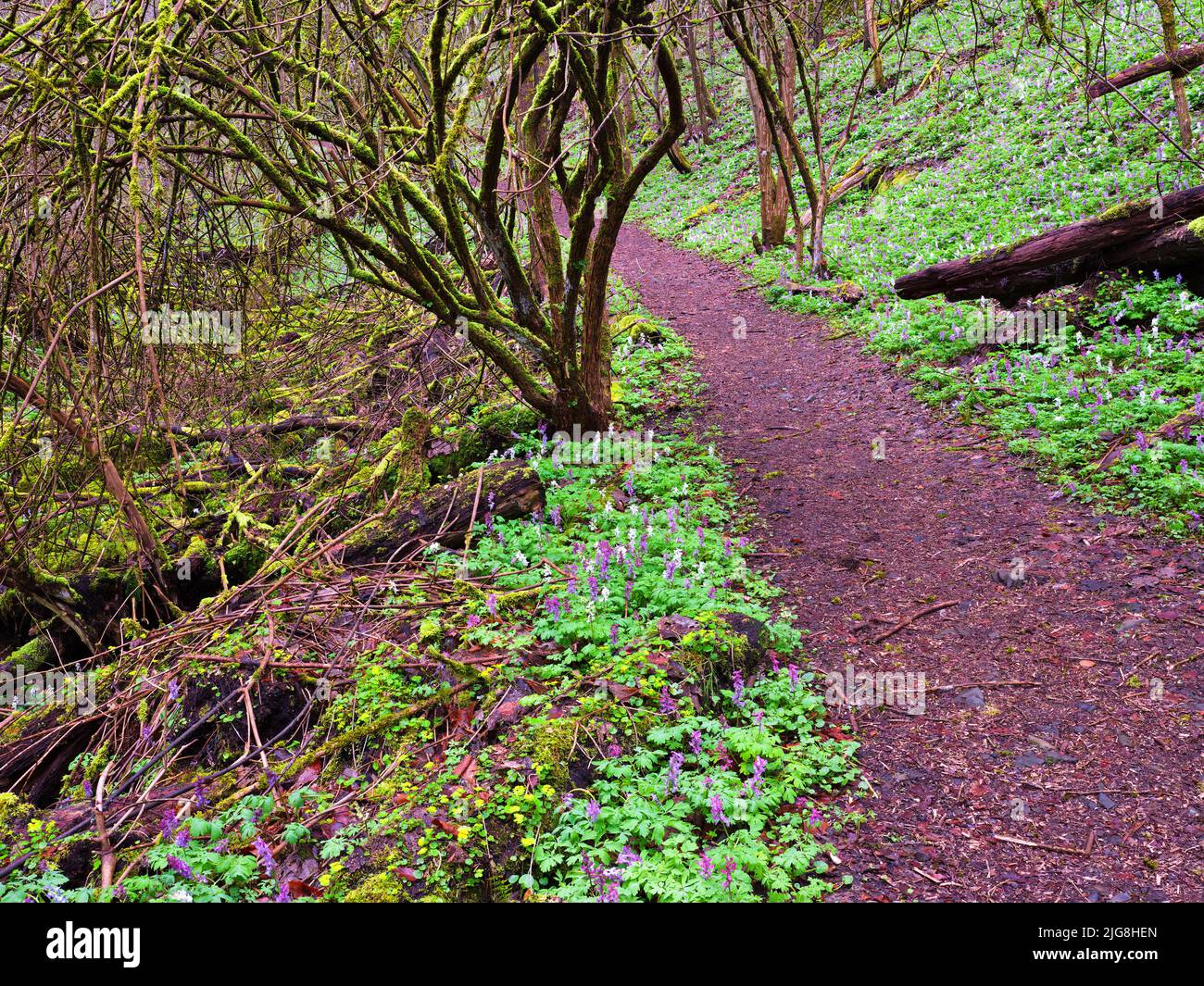 Dead wood in forest hires stock photography and images Alamy