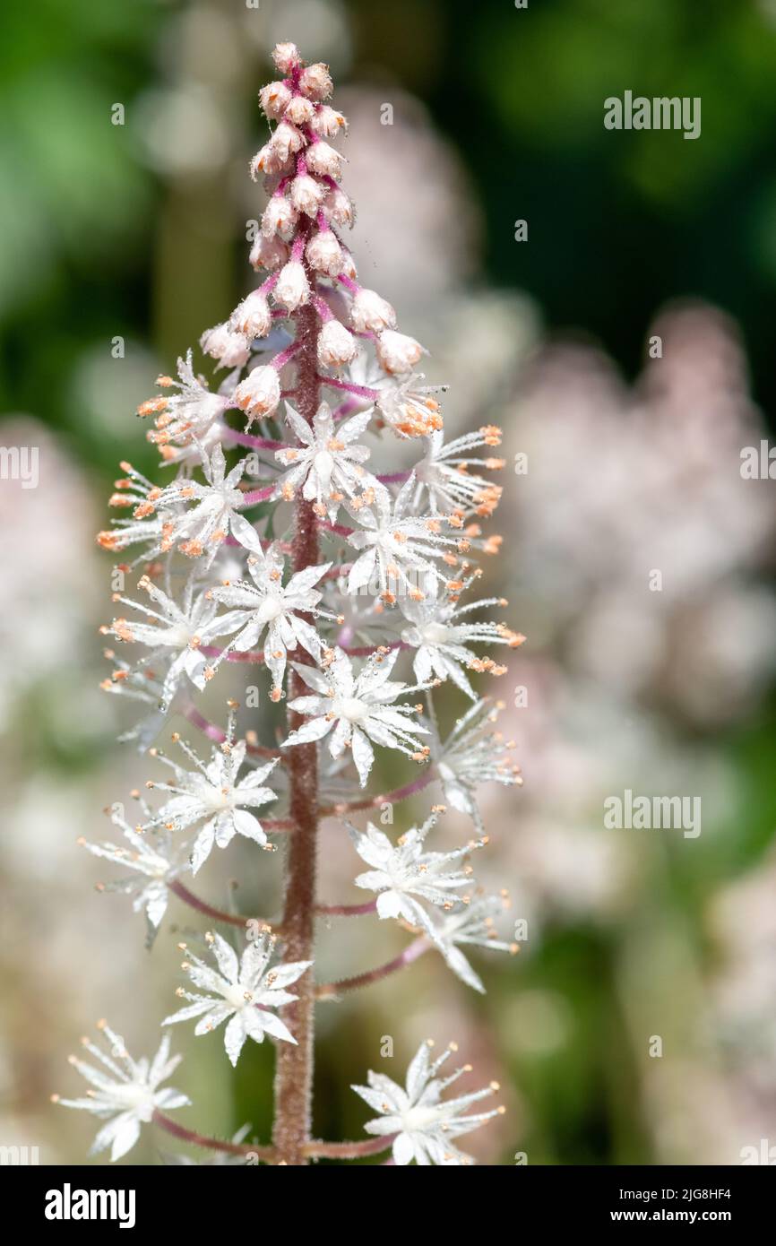 Close up of heartleaf foamflowers (tiarella cordifolia) covered in water droplets Stock Photo
