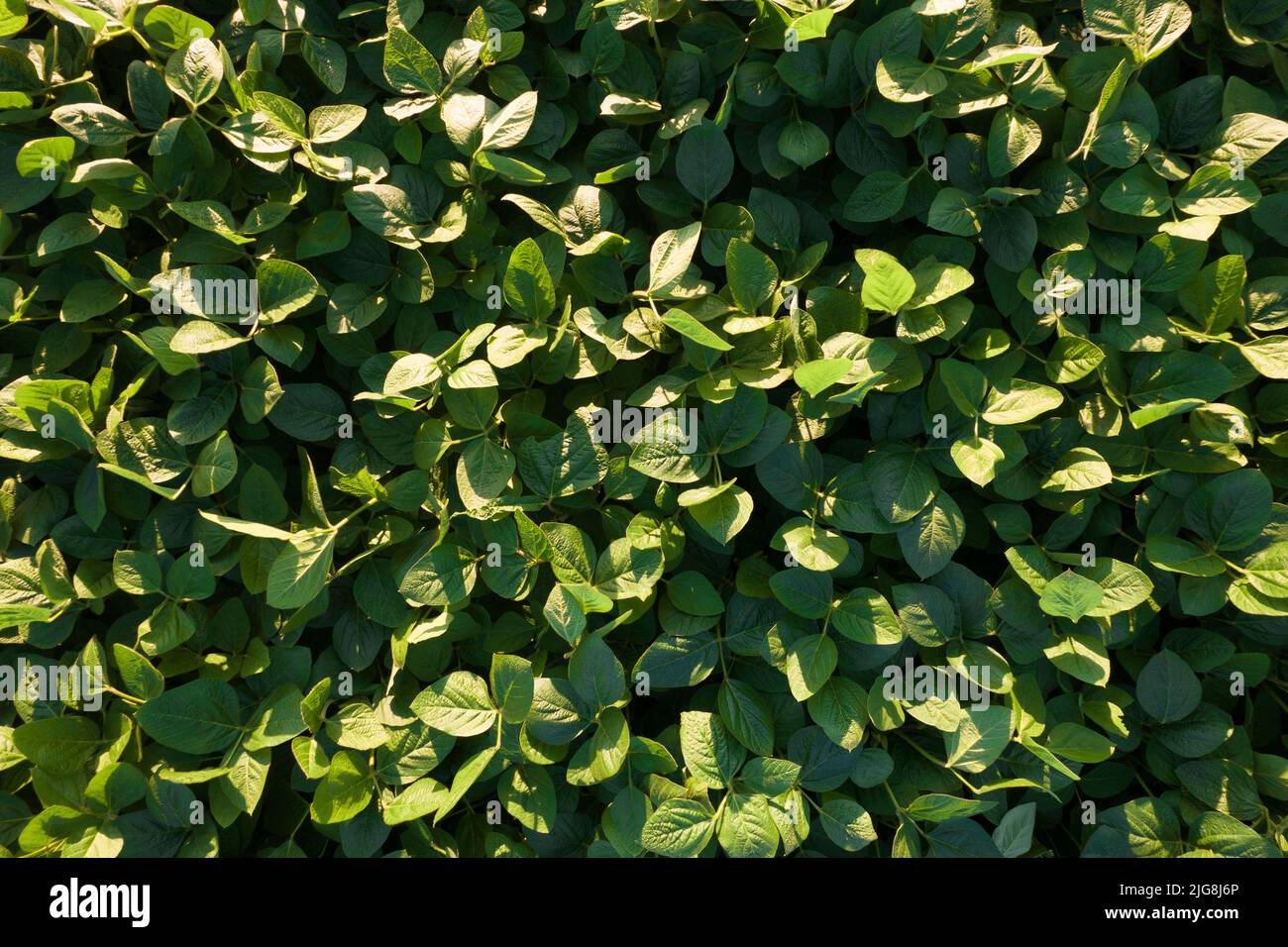 Soybean production hi-res stock photography and images - Alamy