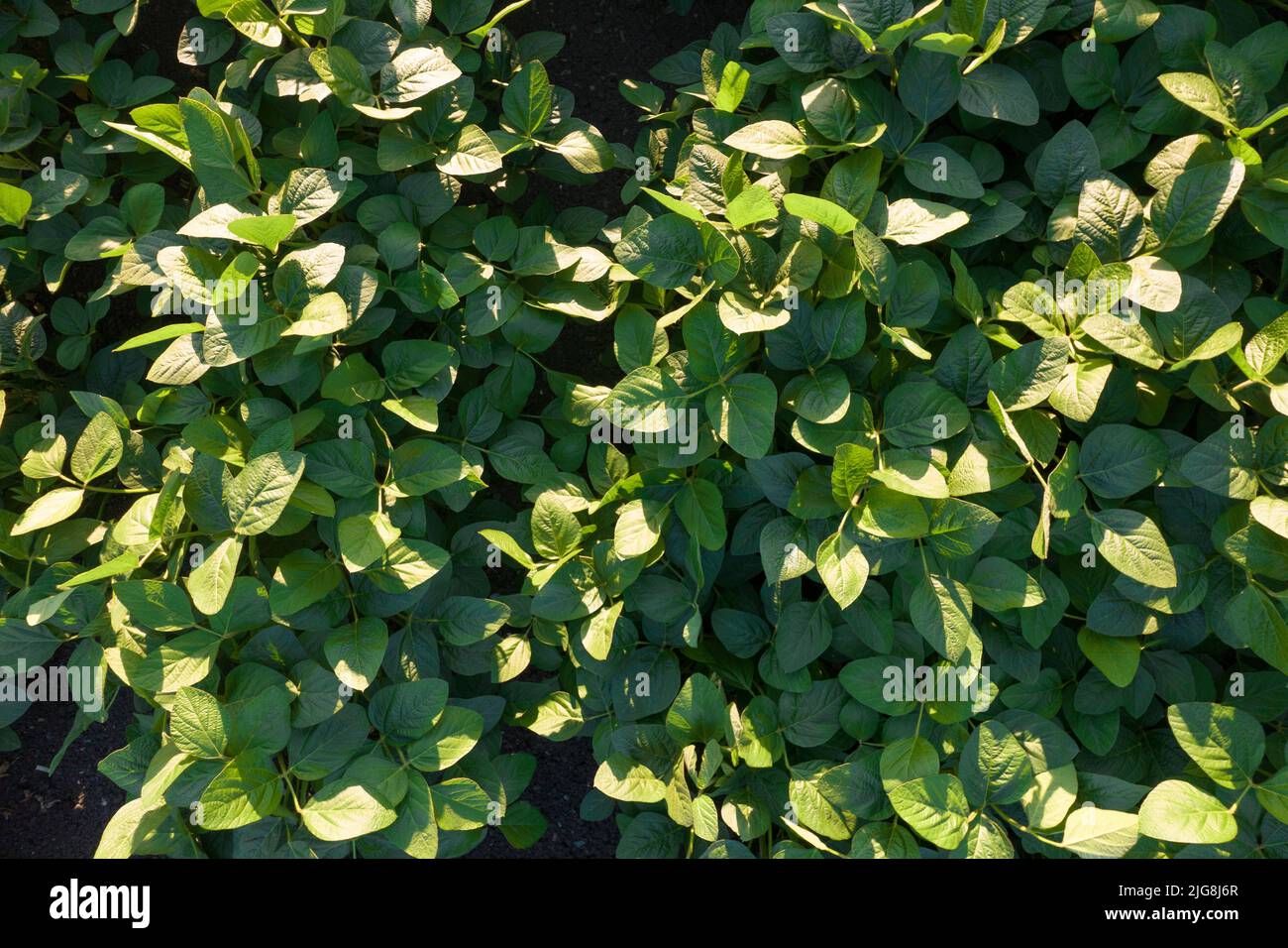 Soybean production hi-res stock photography and images - Alamy