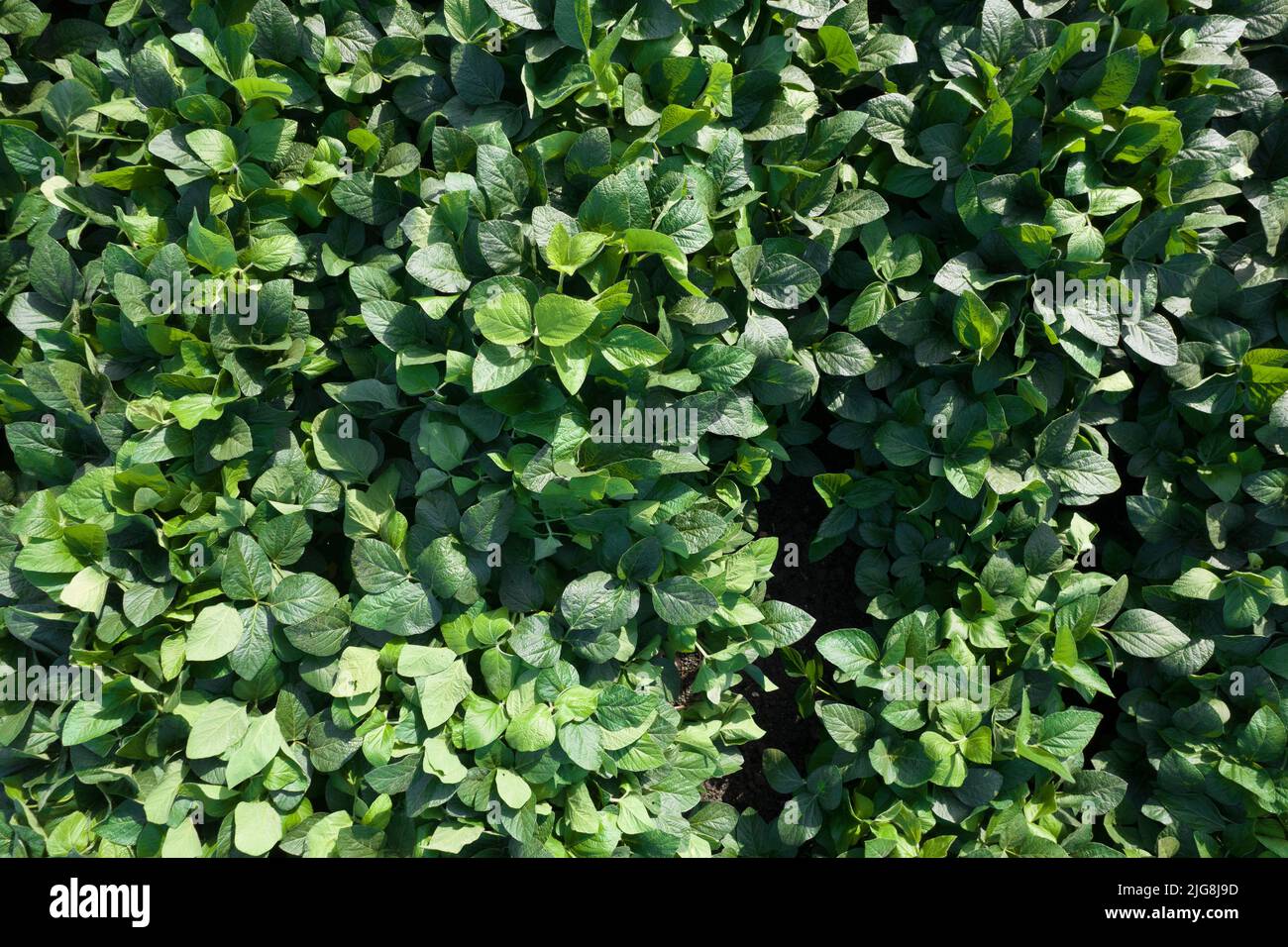 Soybean production hi-res stock photography and images - Alamy