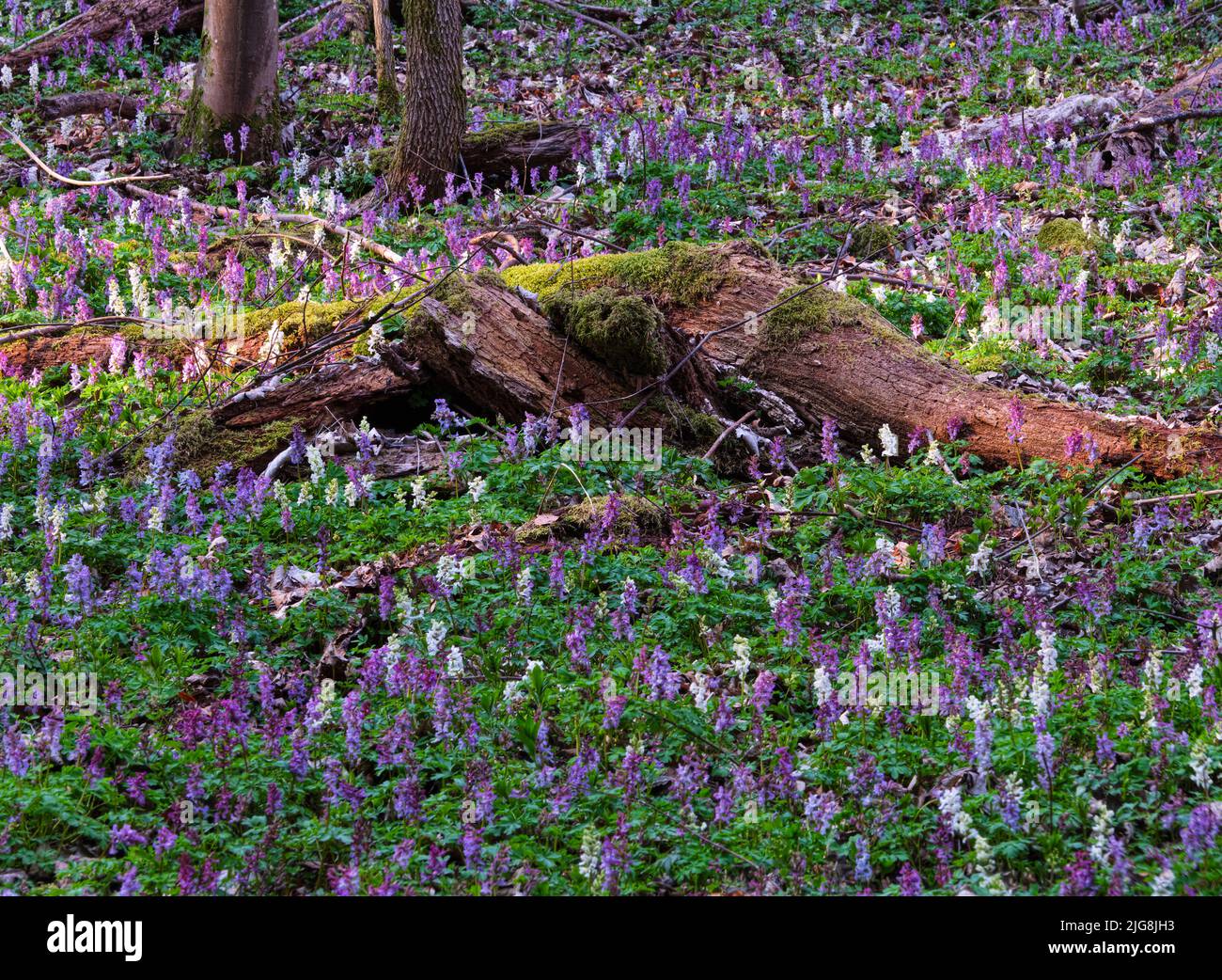 Dead wood in gorge forest hi-res stock photography and images - Alamy
