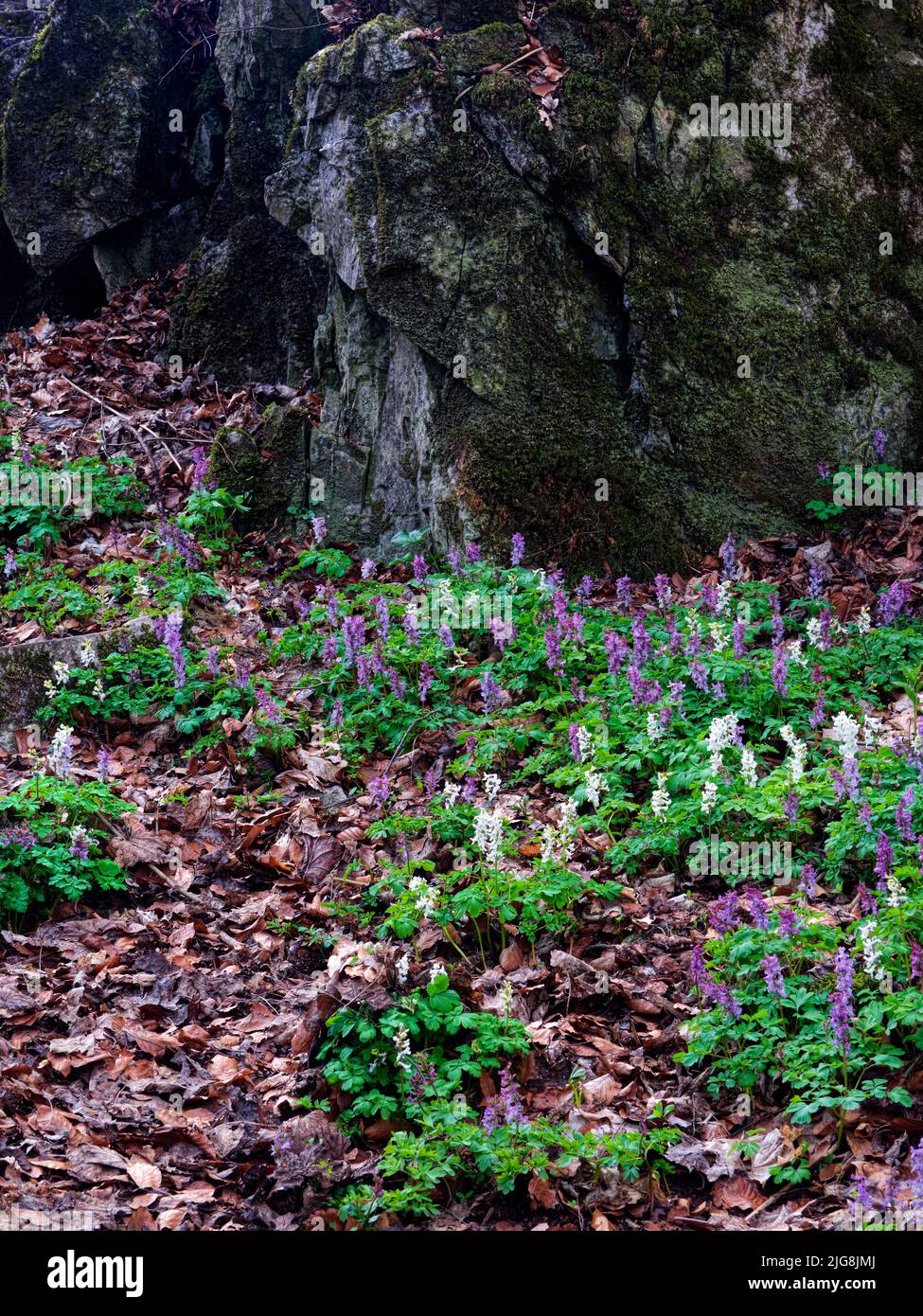 Europe, Germany, Hesse, Westerwald, Lahn-Dill-Bergland, Geopark Westerwald-Lahn-Taunus, Lahn-Dill-Kreis, Westerwaldsteig, Breitscheid, spring in the nature reserve 'Gasseschlucht', gorge forest with early flowers and dead wood, flowers of the Hohlen Lerchensporn, karst rock Stock Photo