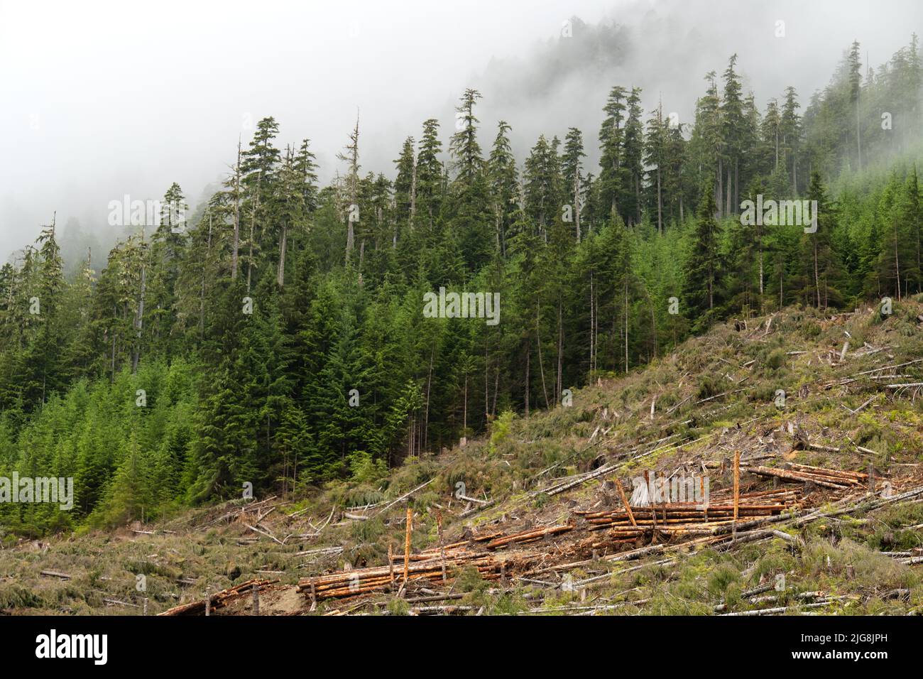The sawed trees in the forest. Logging concept. Caycuse, Cowichan, BC ...