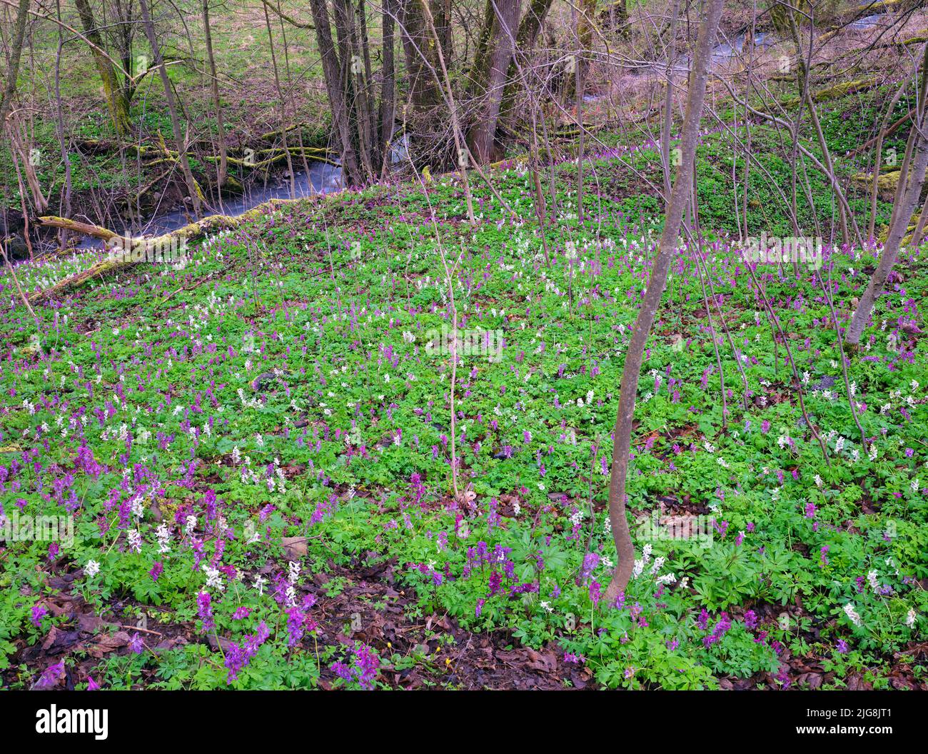 Europe, Germany, Hesse, Westerwald, LahnDillBergland, Geopark