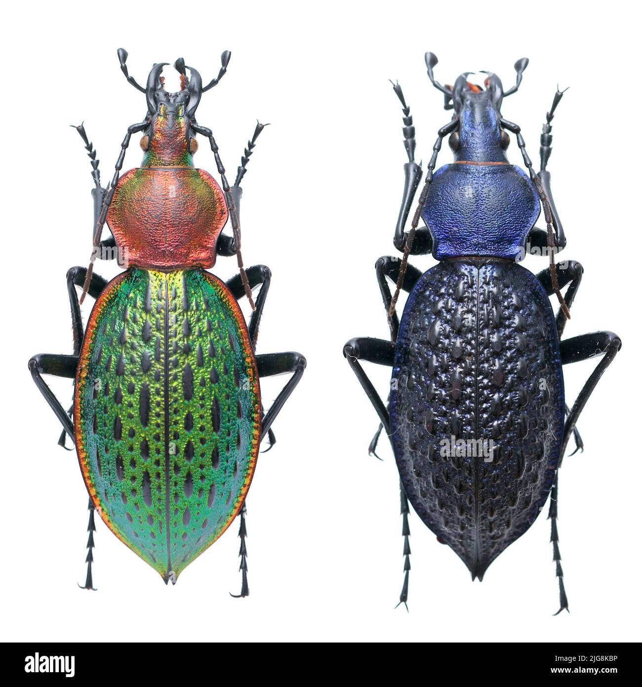 Macro photo of Beautiful ground beetles collection. Stock Photo