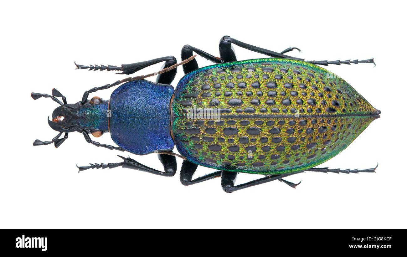 Macro photo of Beautiful ground beetles collection. Stock Photo