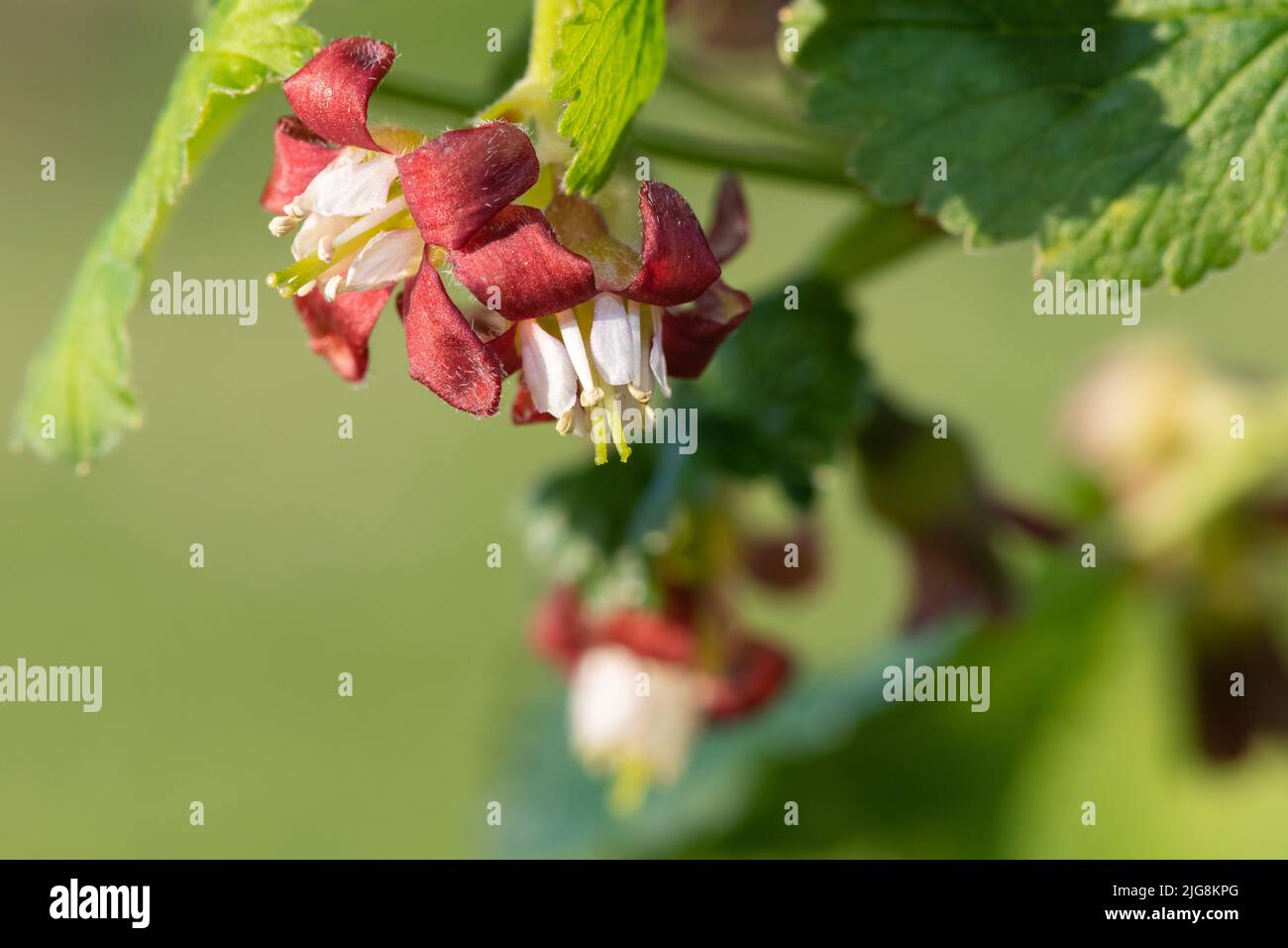 Macro shot of blossom on a European gooseberry (ribes uva-crispa) bush Stock Photo