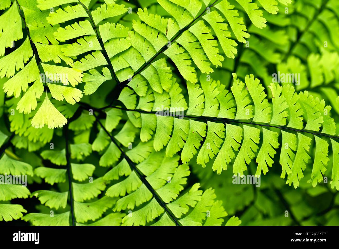 A closeup of Adiantum pedatum, the northern maidenhair fern foliage. Selected focus. Stock Photo