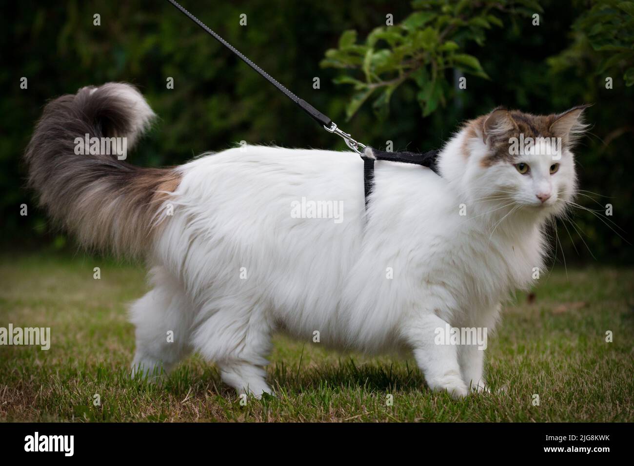 An adorable Norwegian Forest cat on a leash walking in the park Stock Photo