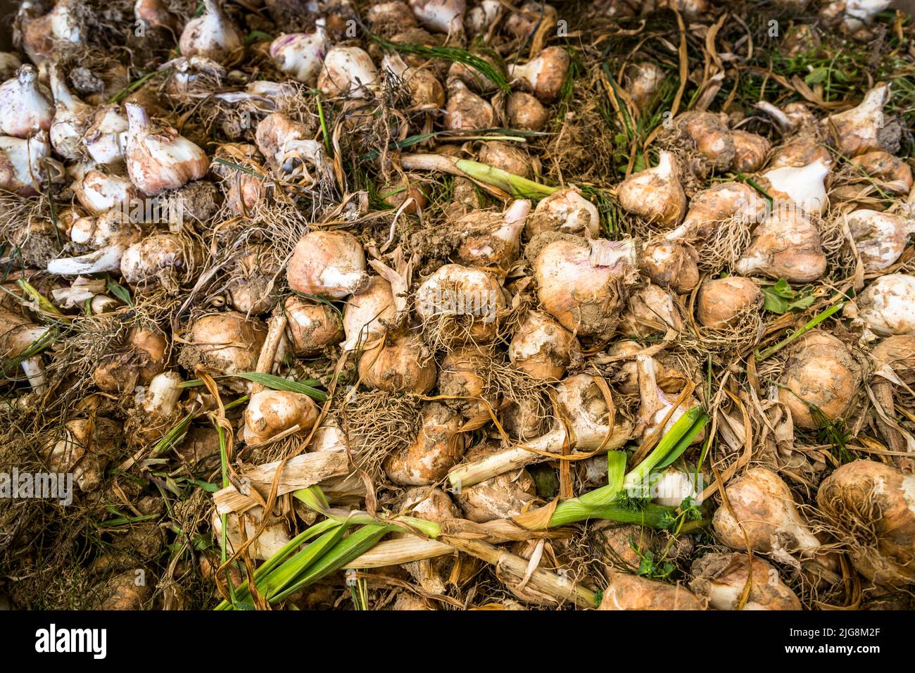 Production of Black Garlic in Die, France Stock Photo
