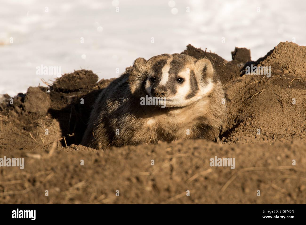 American Badger in Winter Stock Photo Alamy