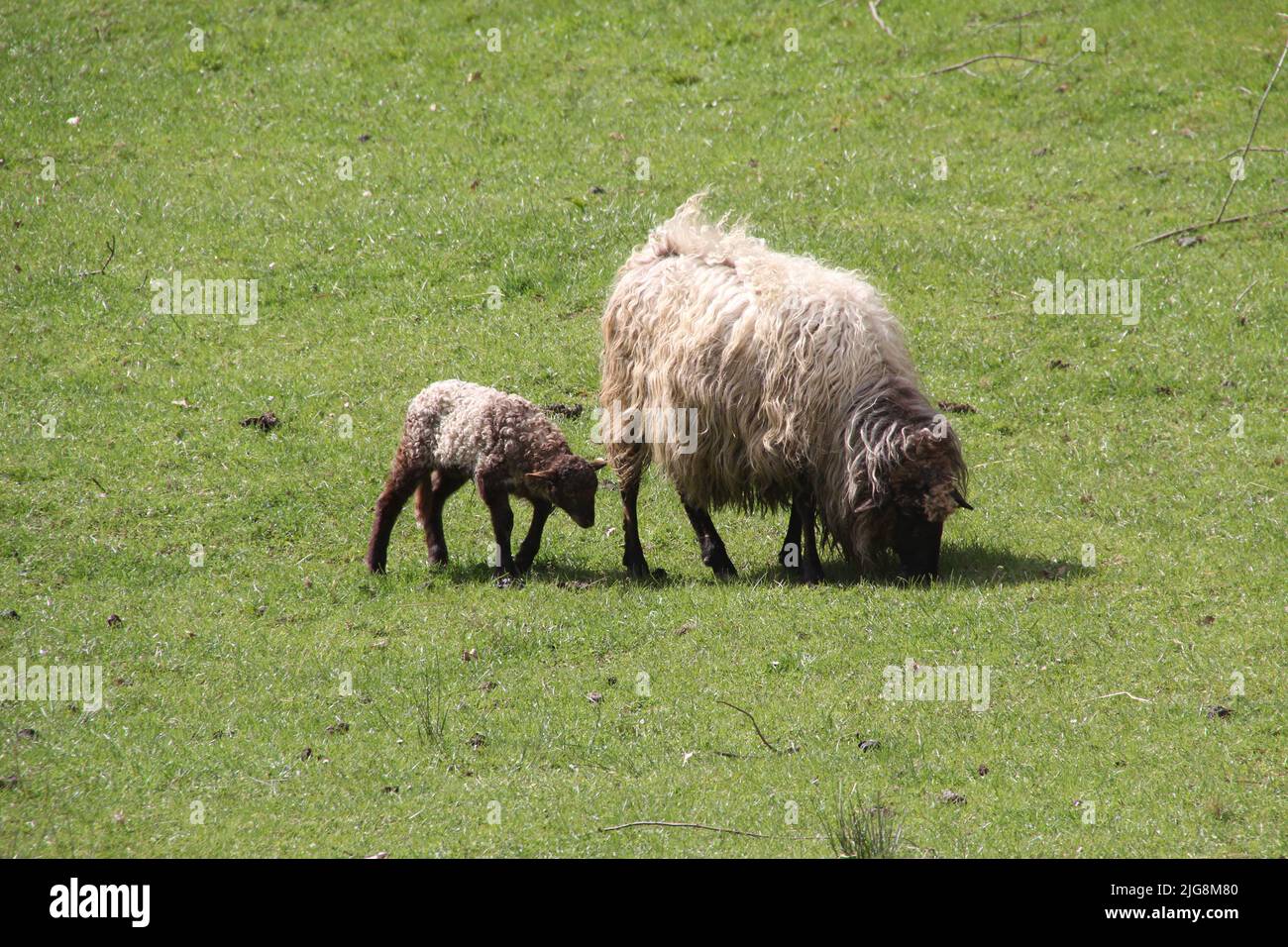 The view of a sheep eating grass with her lamb in the green field Stock Photo