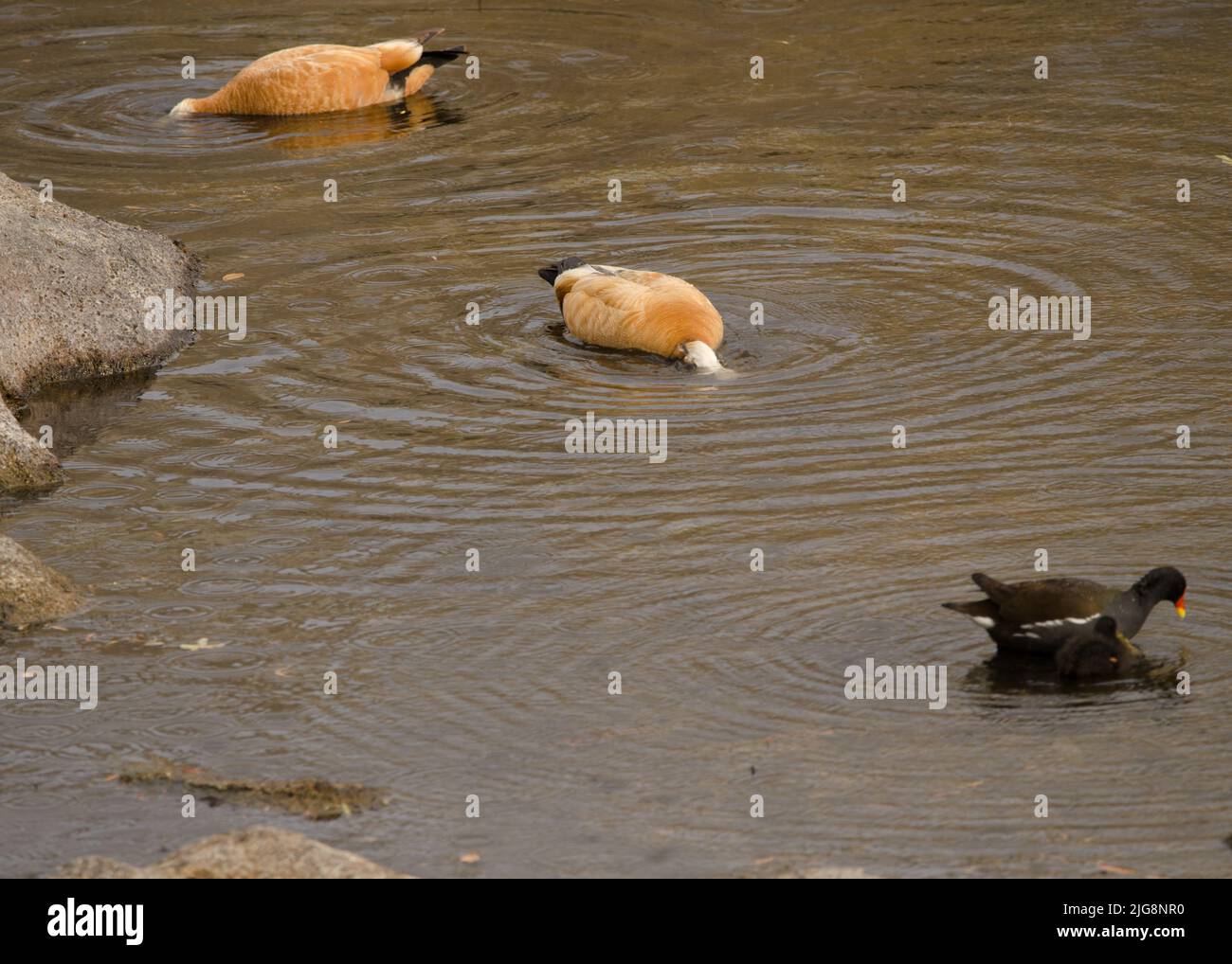 Duck two bird common feed feeding hi-res stock photography and images ...