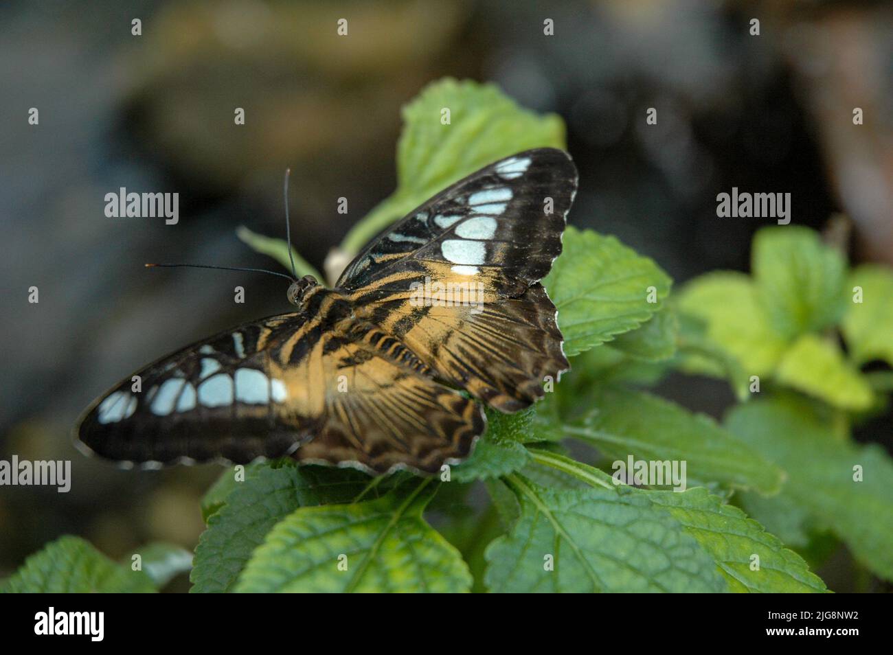 Butterfly at the Sertoma Butterfly House in Sioux Falls, SD Stock Photo ...