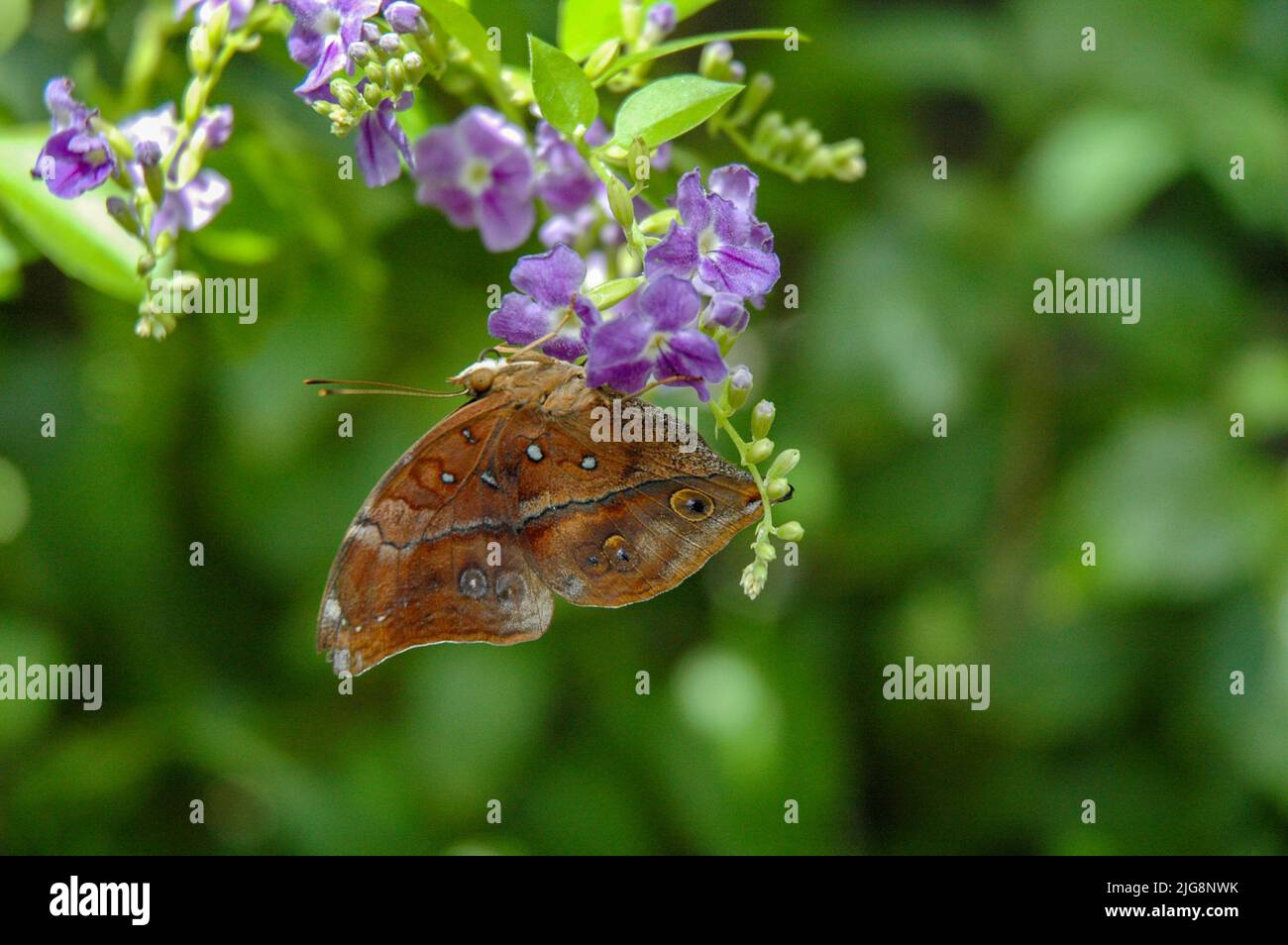 Butterfly at the Sertoma Butterfly House in Sioux Falls, SD Stock Photo ...