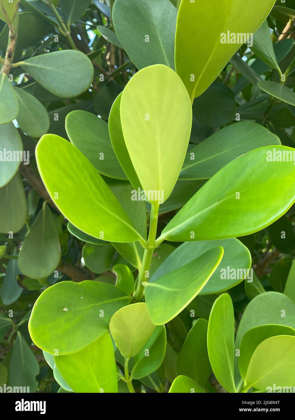 A vertical shot of the green Clusia plant Stock Photo