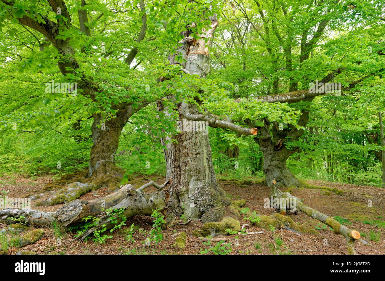 Europe, Germany, Hesse, North Hesse, Kellerwald-Edersee Nature Park ...