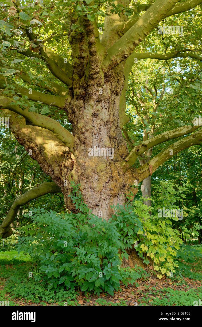 Europe, Germany, North Rhine-Westphalia, Cologne, city forest, tree, European plane tree, Platanus x hispanica, back light Stock Photo