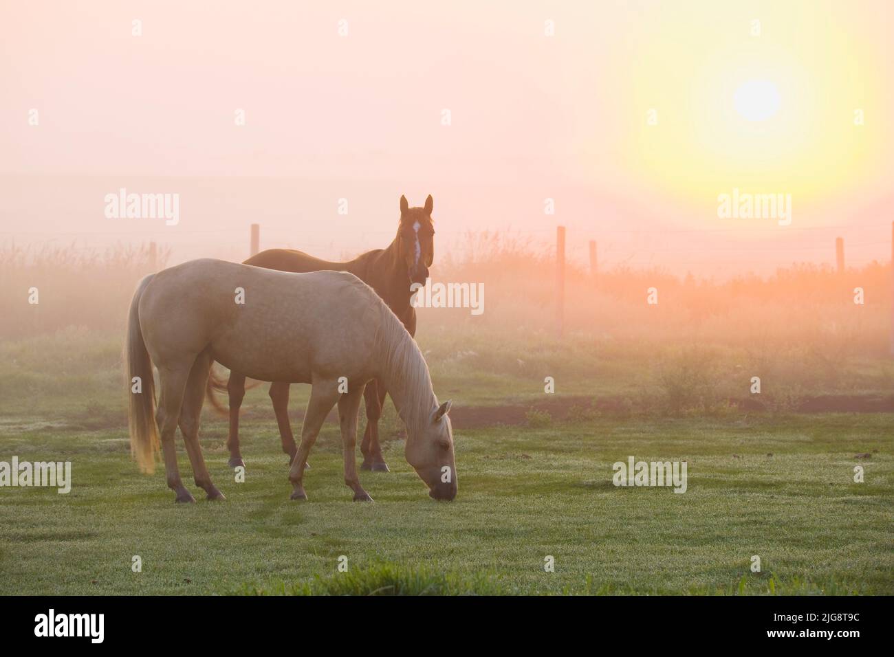 Horses in Fog at Sunrise, Rollyview, Alberta, Canada Stock Photo
