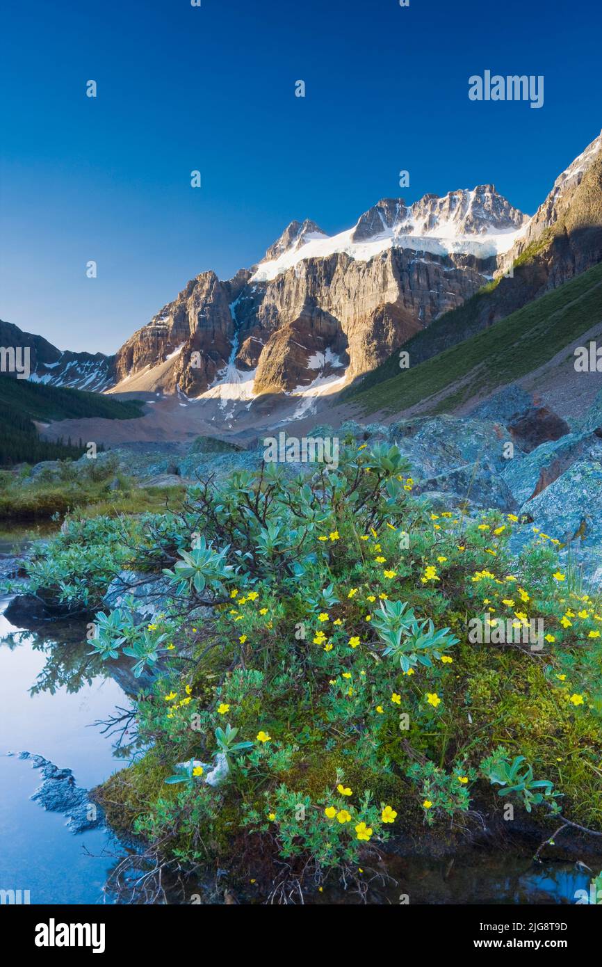 Wildflowers along lakeshore with Mount Fay in the background, Lower Consolation Lake, Banff National Park, Alberta, Canada Stock Photo
