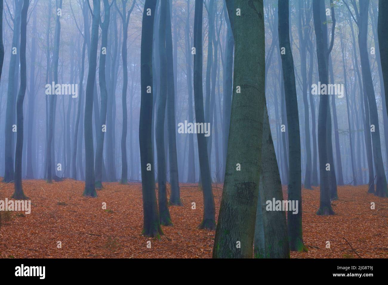 Forest in Fog, Baden-Wurttemberg, Germany Stock Photo