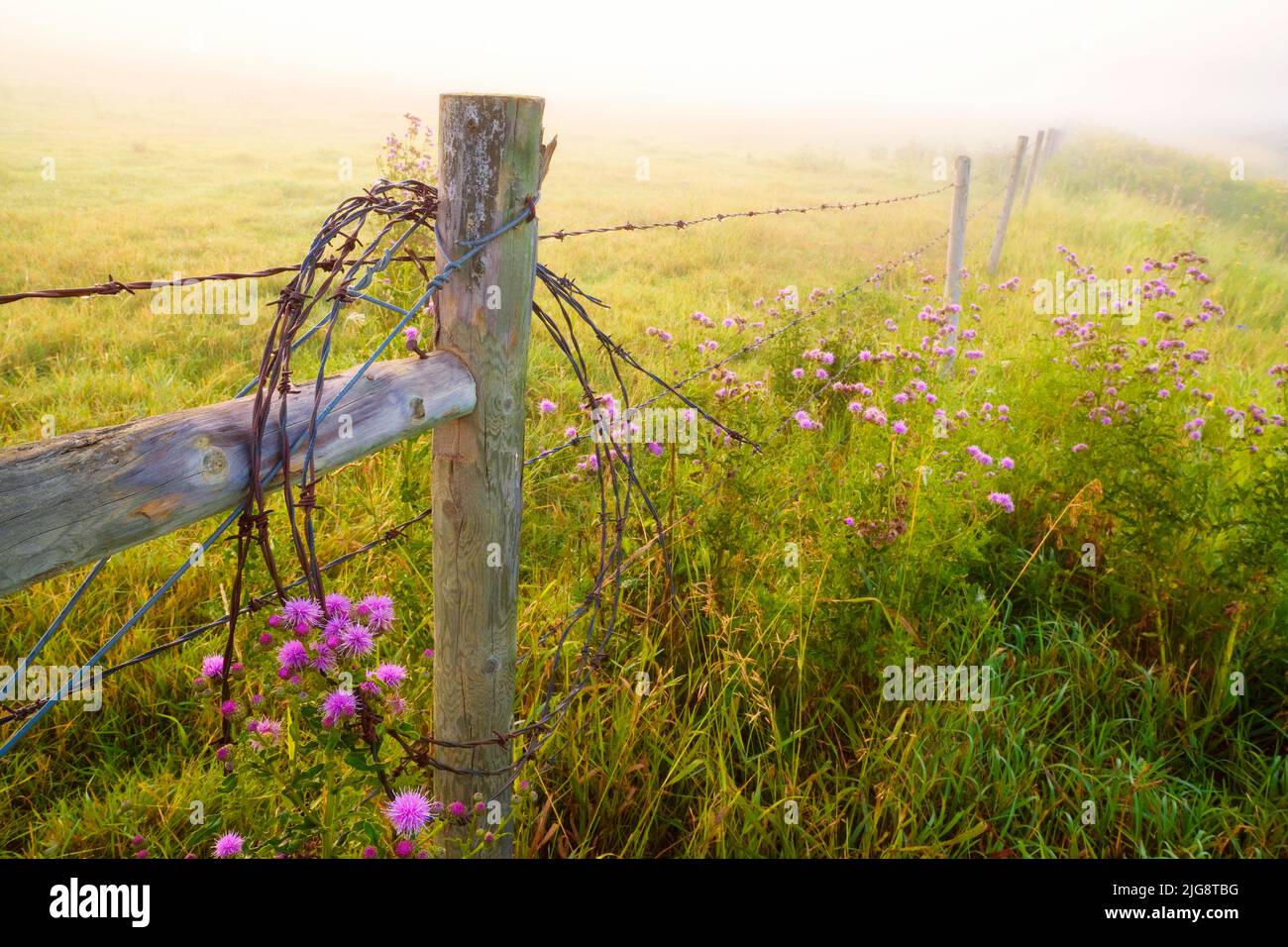 Barbed wire fence in fog near Rolly View, Alberta, Canada Stock Photo