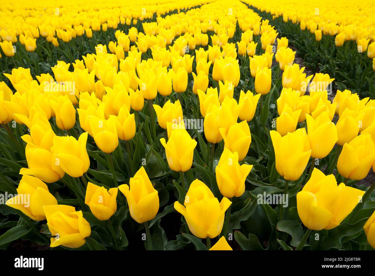 Field of yellow tulips, North Holland, Netherlands Stock Photo