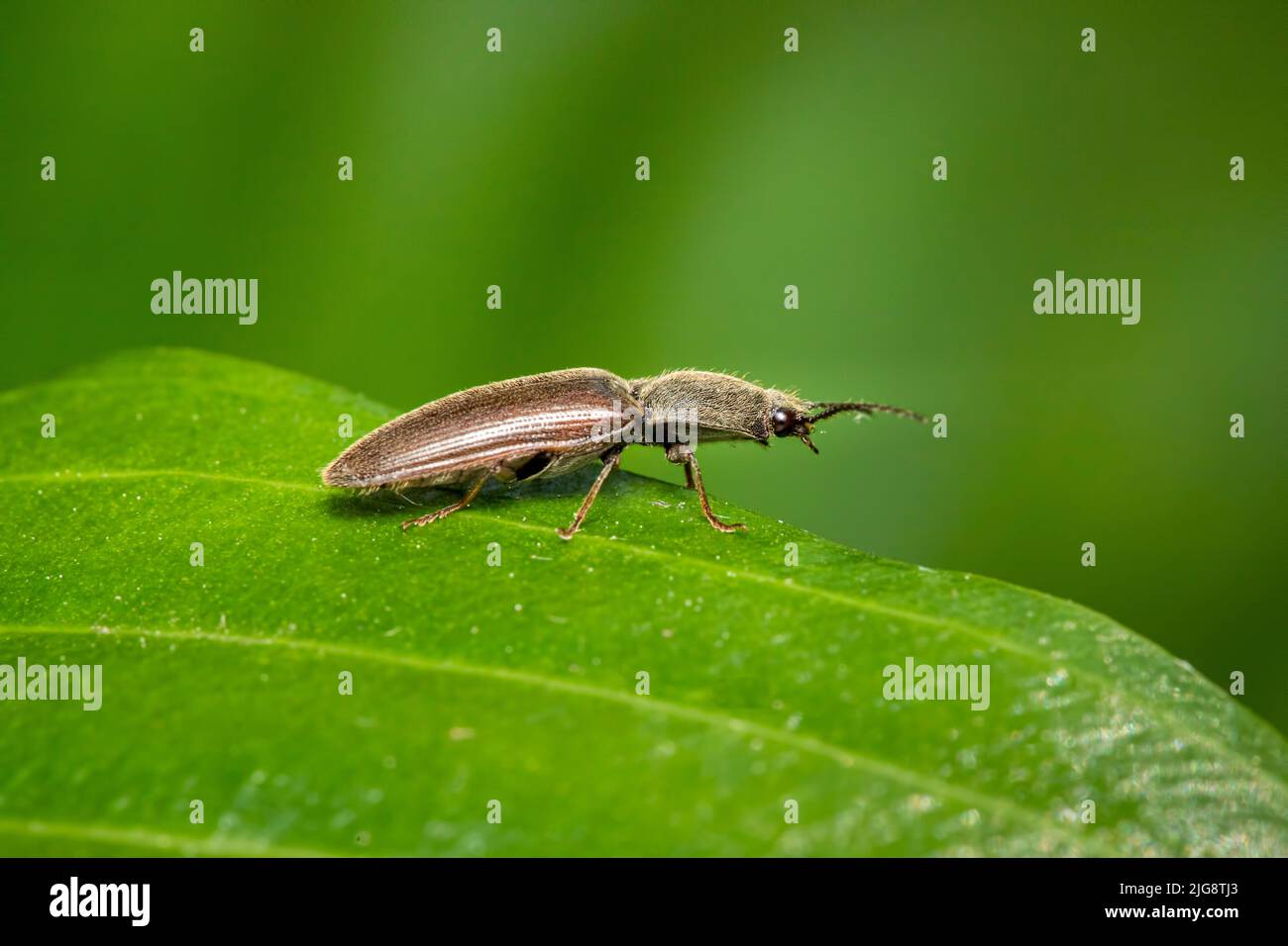 garden click beetle on leaf. Stock Photo