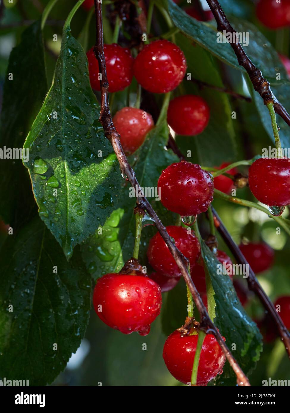 Cherry tree ripe fruit close shot Stock Photo - Alamy
