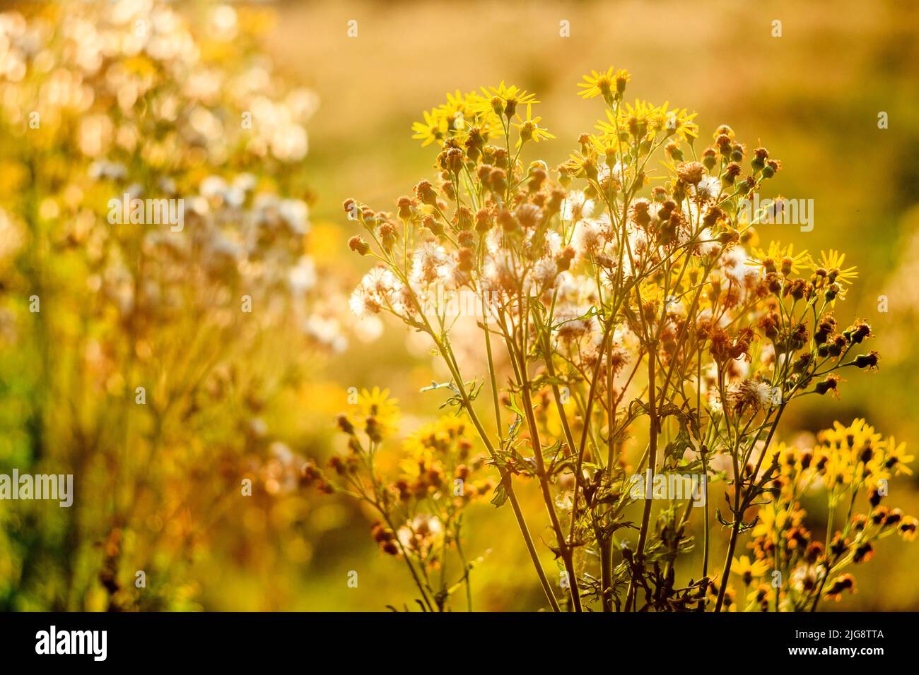 Common ragwort (Senecio vulgaris Stock Photo - Alamy