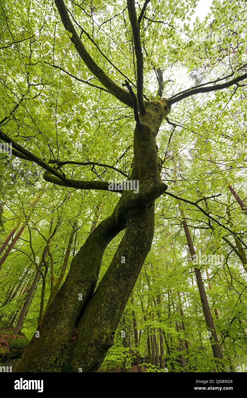 European beech with overgrown trunk and fresh light green foliage, spring, Pfälzerwald Nature Park, Pfälzerwald-Nordvogesen Biosphere Reserve, Germany, Rhineland-Palatinate Stock Photo