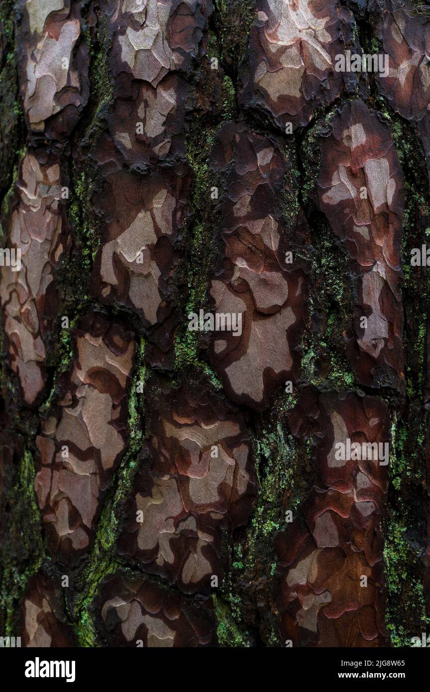 Bark of a Scots pine, light-dark effect due to wetness, covered with lichens, Pfälzerwald Nature Park, Pfälzerwald-Nordvogesen Biosphere Reserve, Germany, Rhineland-Palatinate Stock Photo