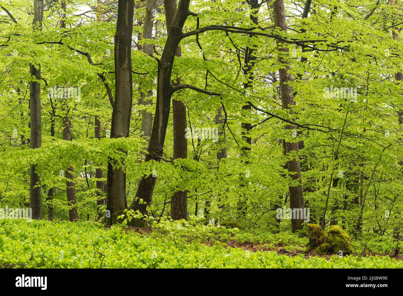 Beech forest in spring, fresh light green foliage, Pfälzerwald Nature Park, Pfälzerwald-Nordvogesen Biosphere Reserve, Germany, Rhineland-Palatinate Stock Photo